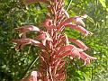 Curved-Flower Flaming-Acanthus